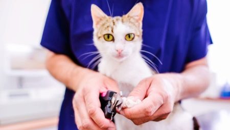 Choisir des ciseaux pour couper les griffes chez le chat