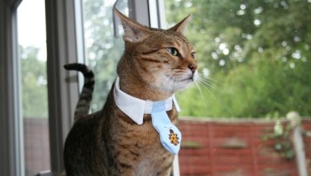 Choisir un collier de phéromone pour les chats