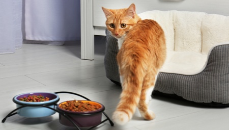 Choisir de la nourriture sèche pour les chats âgés
