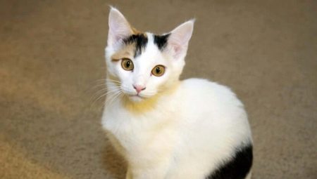 Chats japonais: caractéristiques, choix et règles de soin