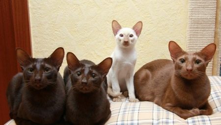 Chat Java: à quoi ça ressemble et comment en prendre soin?