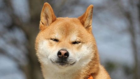 Akita Inu: descrição da raça, caráter e cultivo