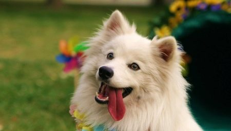 American Eskimo Spitz: caractéristiques et subtilités du contenu