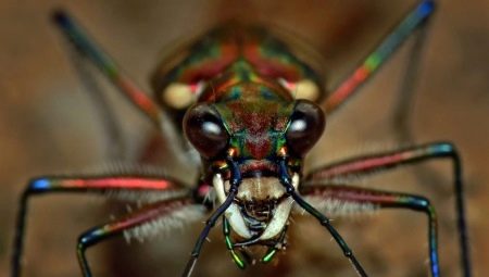Arachnophobie: symptômes et remèdes