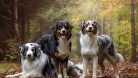 Berger Australien: description des races, couleurs, caractère et contenu