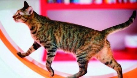 Roulettes pour chats: sélection et entraînement
