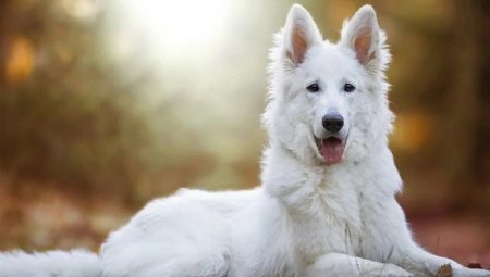 Berger Blanc Suisse: description de la race et élevage