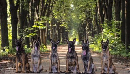 Chien de berger belge: caractéristiques, types et contenu