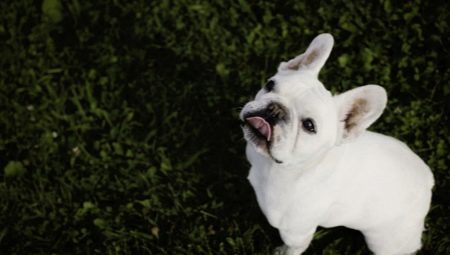 Valkoinen ranskalainen bulldog