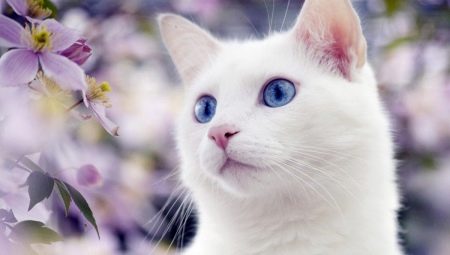 Les chats blancs aux yeux bleus: la surdité est-elle caractéristique de eux et comment sont-ils?