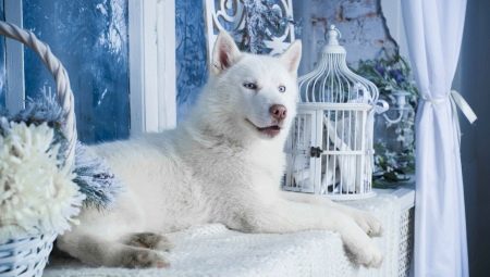 Valkoinen husky: väriominaisuudet ja hoitosäännöt
