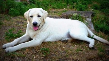 White Labrador: descrição, conteúdo e lista de nomes