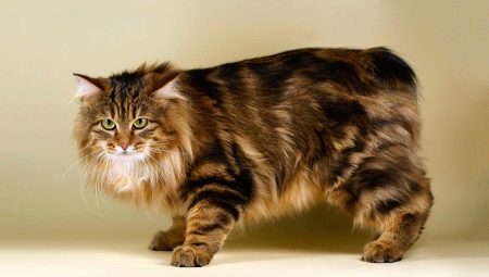 Chats sans queue: races populaires et leurs règles de contenu