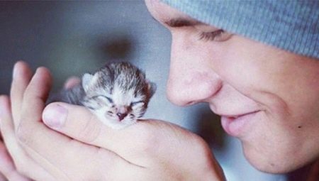 Chatons sans abri: est-il possible de les emmener à l'appartement et comment les domestiquer?