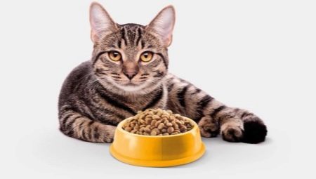 Nourriture pour chats sans grain