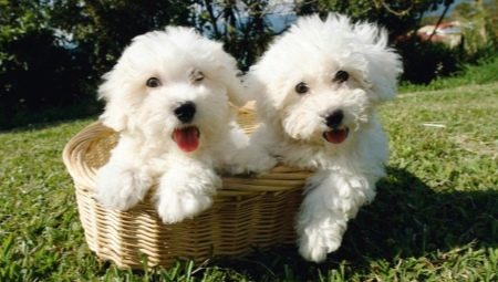 Bichon Frise: fajta leírása, jellege, kiválasztása és gondozása