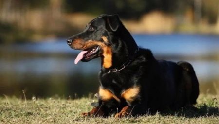 Beauceron: kutyák leírása és tartalma