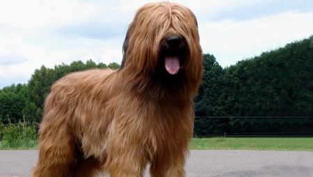 Briard: rodun kuvaus ja sisältö