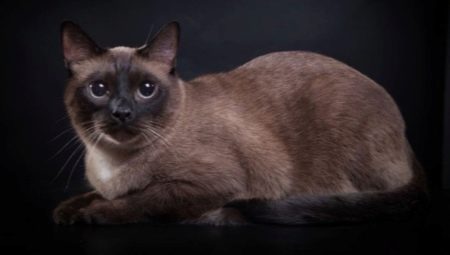 Chats birmans: description de la race, variété de couleurs et règles de garde