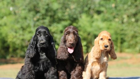 Bagaimanakah Amerika Cocker Spaniel berbeza dari bahasa Inggeris?