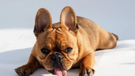 Mi és hogyan kell etetni a francia bulldogot?