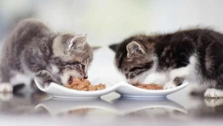 Quoi et comment nourrir un chaton?