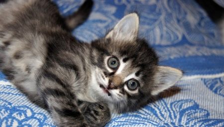 Quoi et comment nourrir un chaton de 1 à 3 mois?