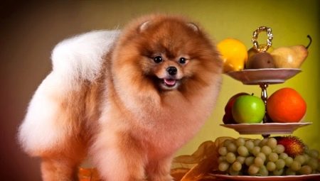 Quoi et comment nourrir le chien?