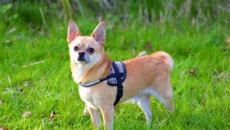 Miten ruokkia chihuahua?