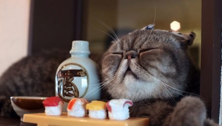 De quoi nourrir les chats écossais?