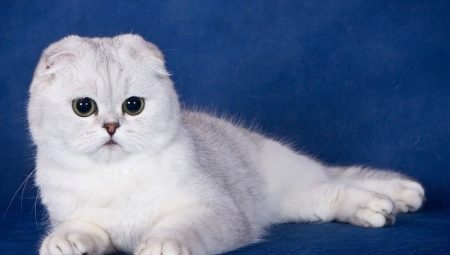 De quoi nourrir les chats Scottish Fold?
