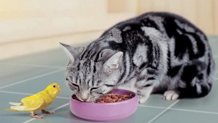 De quoi nourrir un chat hétéro écossais?