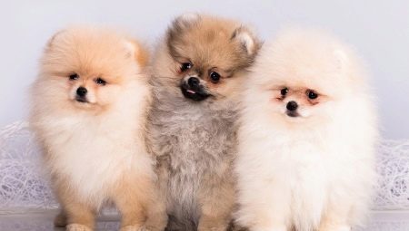 Quelle est la différence entre le spitz allemand et le poméranien?