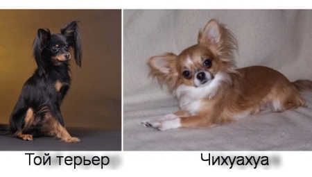 איך הוא טרייר צעצוע שונה chihuahua ומי עדיף לבחור?