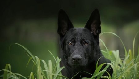 Black German Shepherd: description, alimentation et soins