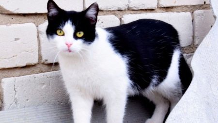 Chats noirs et blancs: comportement et races communes