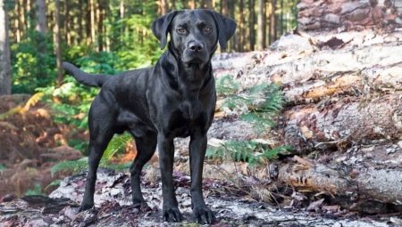 Musta labradori: kuvaus, merkki, sisältö ja nimiluettelo