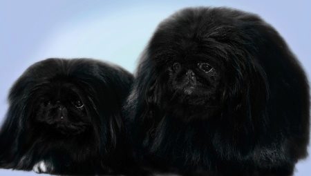 Pékinois noir: couleur et soin