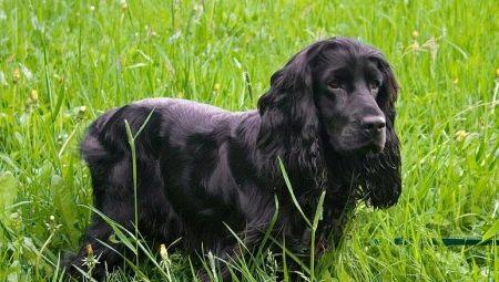 Spaniel hitam: perihalan, penjagaan dan senarai nama samaran