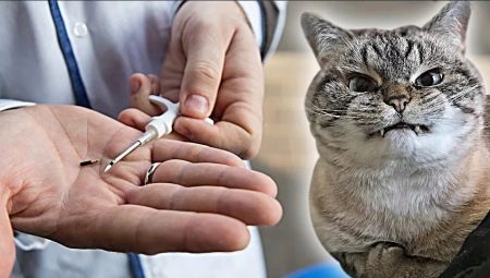Chipping cats: de quoi s'agit-il et à quoi ça sert?