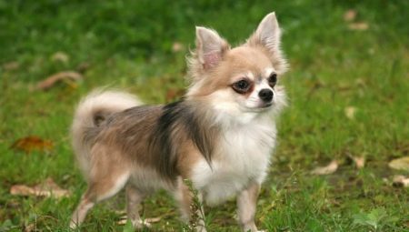 Pitkäkarvainen Chihuahua: värivaihtoehdot, luonne, hoitosäännöt