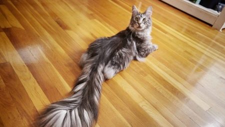 A quoi sert une queue de chat?