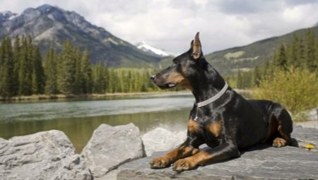 Doberman: a fajta jellemzői és a tartalom finomsága