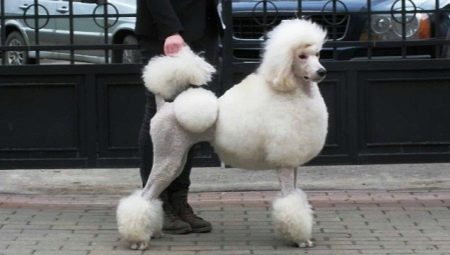 Treinando um poodle em casa