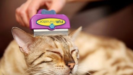 Furminators for cats: description, types, sélection et application