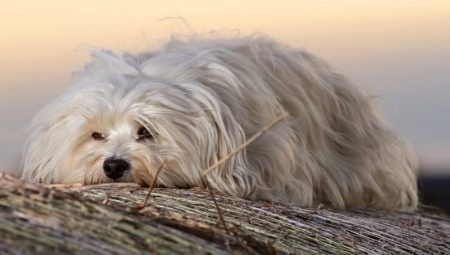 Havanna Bichon: a fajta leírása és a tartalom finomsága
