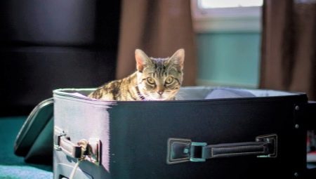 Où puis-je laisser le chat en vacances?