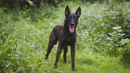 Dutch Shepherd Dog: description et contenu de la race