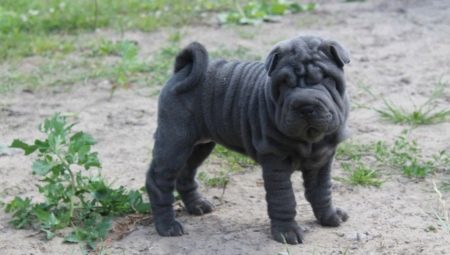 Blue Shar Pei: sisällön kuvaus ja ominaisuudet