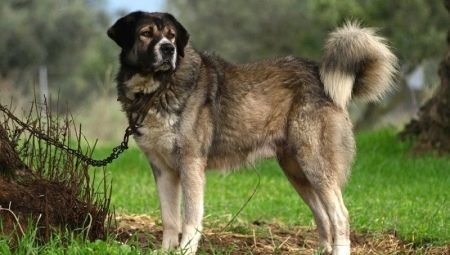 Chiens de berger grec: Description et conditions de la race de chien